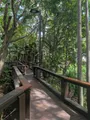 "Rainforest walk"