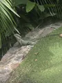 Australian water dragon. These buggers are everywhere and look really cool