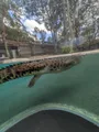 Croc up close. What a monster!