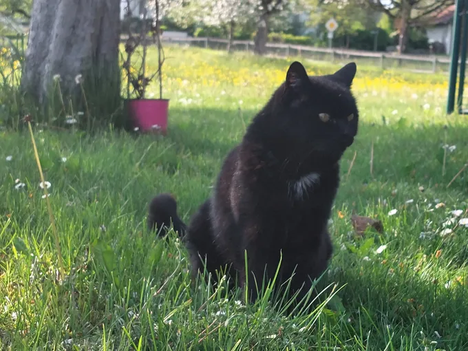 This is my cat :)