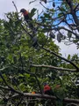 A swarm of parakeets in the trees. They know its feeding time soon...