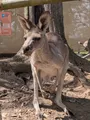 They were not bothered by humans coming close to them at all