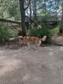 Dingo