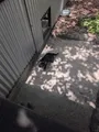 Tasmanian devil! This guy was much cuter than I expected