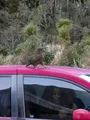 At the parking lot there was a Kea. It is a parrot that is native to New Zealand. The girls were over the moon happy about one blessing them by walking on their car