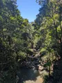 What a jungle!