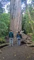 We determined the circumference to be exactly the sum of our wingspans