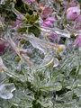 Grass was still frozen in the afternoon